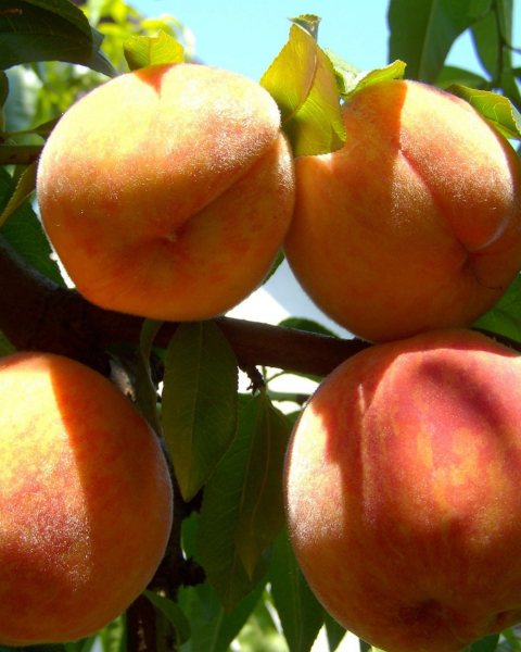 Broskyňa obyčajná (Prunus Persica) ´INKA´ Broskyňa obyčajná (Prunus Persica) ´INKA´