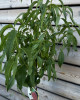 Broskyňa obyčajná (Prunus persica) ´REDHAVEN´ 