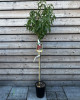 Broskyňa obyčajná (Prunus persica) ´REDHAVEN´ 
