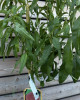 Broskyňa obyčajná (Prunus persica) ´REDHAVEN´ 