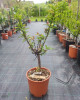 Mini broskyňa nízkokmenná (Prunus persica Nanum) ´BONANZA´ 