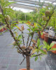 Mini broskyňa nízkokmenná (Prunus persica Nanum) ´BONANZA´ 