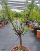 Mini broskyňa nízkokmenná (Prunus persica Nanum) ´BONANZA´ 