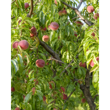 Broskyňa obyčajná (Prunus Persica) ´RAKONIEWICKA´ Broskyňa obyčajná (Prunus Persica) ´RAKONIEWICKA´