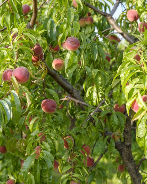 Broskyňa obyčajná (Prunus Persica) ´RAKONIEWICKA´ Broskyňa obyčajná (Prunus Persica) ´RAKONIEWICKA´