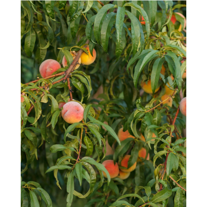 Broskyňa obyčajná (Prunus Persica) ´SWEET HEAVY´