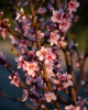 Broskyňa obyčajná (Prunus persica) ´MARIA BIANCA´