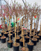 Broskyňa obyčajná (Prunus persica) ´MARIA BIANCA´