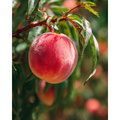 Broskyňa obyčajná (Prunus persica) ´MARIA BIANCA´