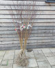 Broskyňa obyčajná (Prunus Persica) ´INKA´ Broskyňa obyčajná (Prunus Persica) ´INKA´