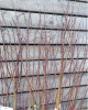 Broskyňa obyčajná (Prunus Persica) ´INKA´ Broskyňa obyčajná (Prunus Persica) ´INKA´