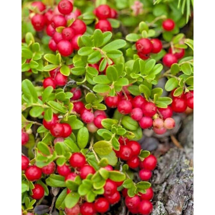 Brusnica veľkoplodá (Vaccinium macrocarpon) ´STEVENS´ Brusnica veľkoplodá (Vaccinium macrocarpon) ´STEVENS´