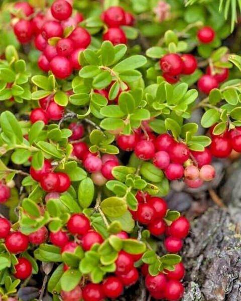 Brusnica veľkoplodá (Vaccinium macrocarpon) ´STEVENS´ Brusnica veľkoplodá (Vaccinium macrocarpon) ´STEVENS´