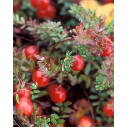 Brusnica veľkoplodá (Vaccinium macrocarpon) ´McFARLIN´ Brusnica veľkoplodá (Vaccinium macrocarpon) ´McFARLIN´