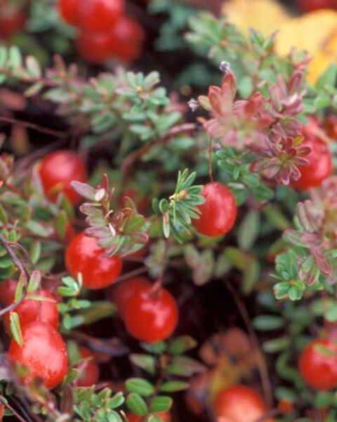 Brusnica veľkoplodá (Vaccinium macrocarpon) ´McFARLIN´ Brusnica veľkoplodá (Vaccinium macrocarpon) ´McFARLIN´