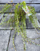 Brusnica veľkoplodá (Vaccinium macrocarpon) ´McFARLIN´ 