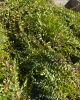 Brusnica veľkoplodá (Vaccinium macrocarpon) ´McFARLIN´ 