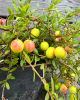 Brusnica veľkoplodá (Vaccinium macrocarpon) ´STEVENS´ 