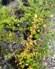 Brusnica veľkoplodá (Vaccinium macrocarpon) ´STEVENS´ 