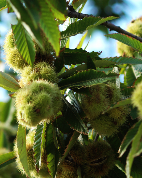 Gaštan jedlý (Castanea Sativa) ´PRÉCOCE MIGOULE´ Gaštan jedlý (Castanea Sativa) ´PRÉCOCE MIGOULE´