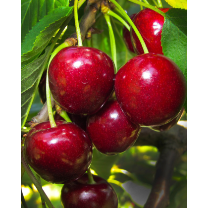 Čerešňa vtáčia (Prunus avium) ´KORDIA´ Čerešňa vtáčia (Prunus avium) ´KORDIA´