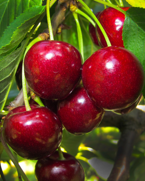 Čerešňa vtáčia (Prunus avium) ´KORDIA´ Čerešňa vtáčia (Prunus avium) ´KORDIA´