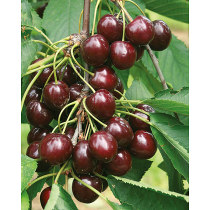 Čerešňa vtáčia (Prunus avium) ´REGINA´ Čerešňa vtáčia (Prunus avium) ´REGINA´
