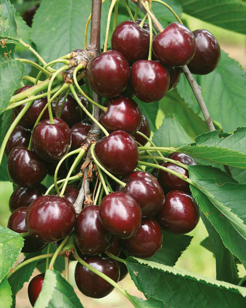 Čerešňa vtáčia (Prunus avium) ´REGINA´ Čerešňa vtáčia (Prunus avium) ´REGINA´