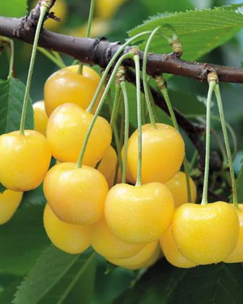 Čerešňa vtáčia (Prunus avium) ´STARK GOLD´ Čerešňa vtáčia (Prunus avium) ´STARK GOLD´