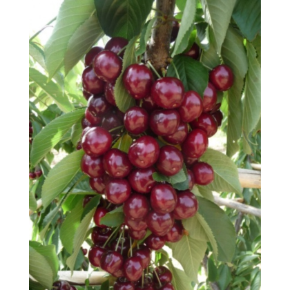 Čerešňa vtáčia (Prunus avium) ´SILVIA´ Čerešňa vtáčia (Prunus avium) ´SILVIA´