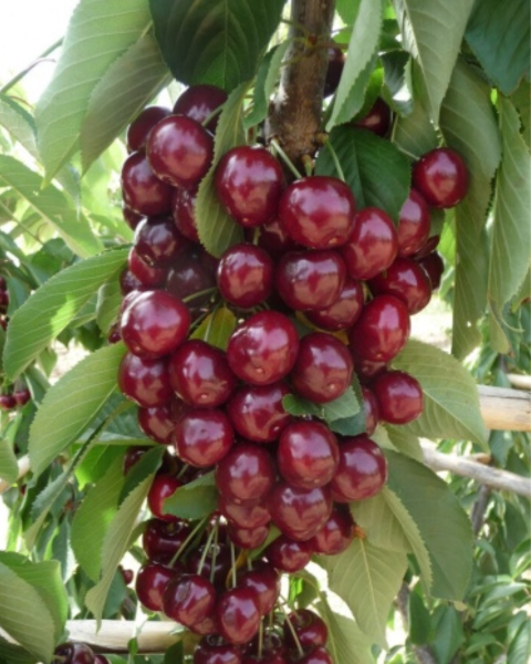 Čerešňa vtáčia (Prunus avium) ´SILVIA´