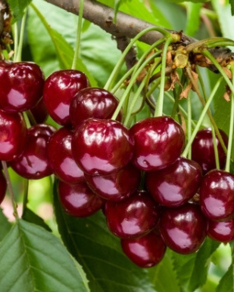 Čerešňa vtáčia (Prunus avium) ´TECHLOVAN´ Čerešňa vtáčia (Prunus avium) ´TECHLOVAN´
