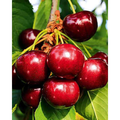 Čerešňa vtáčia (Prunus avium) ´VAN´ Čerešňa vtáčia (Prunus avium) ´VAN´
