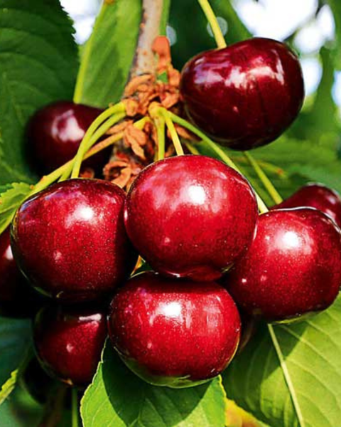 Čerešňa vtáčia (Prunus avium) ´VAN´ Čerešňa vtáčia (Prunus avium) ´VAN´