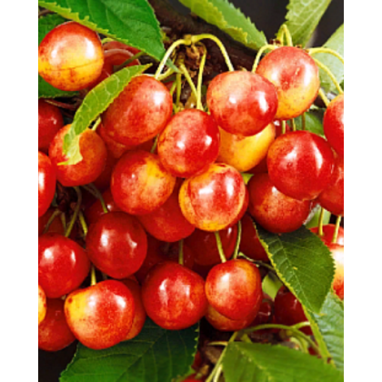 Čerešňa vtáčia (Prunus avium) ´VEGA´ Čerešňa vtáčia (Prunus avium) ´VEGA´