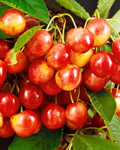 Čerešňa vtáčia (Prunus avium) ´VEGA´ Čerešňa vtáčia (Prunus avium) ´VEGA´
