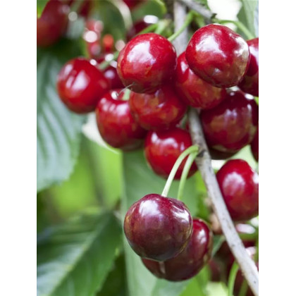 Čerešňa vtáčia (Prunus avium) ´BURLAT´ Čerešňa vtáčia (Prunus avium) ´BURLAT´