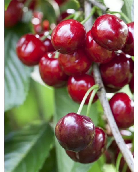 Čerešňa vtáčia (Prunus avium) ´BURLAT´ Čerešňa vtáčia (Prunus avium) ´BURLAT´