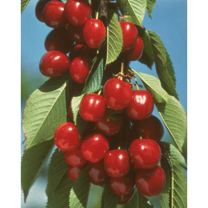 Čerešňa vtáčia (Prunus avium) ´BURLAT´ Čerešňa vtáčia (Prunus avium) ´BURLAT´
