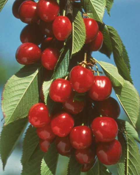 Čerešňa vtáčia (Prunus avium) ´BURLAT´ Čerešňa vtáčia (Prunus avium) ´BURLAT´