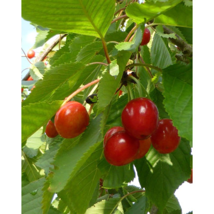 Mini čerešňa nízkokmenná (Prunus avium) ´CERASELLA´ Mini čerešňa nízkokmenná (Prunus avium) ´CERASELLA´