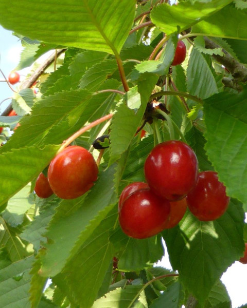 Mini čerešňa nízkokmenná (Prunus avium) ´CERASELLA´ Mini čerešňa nízkokmenná (Prunus avium) ´CERASELLA´