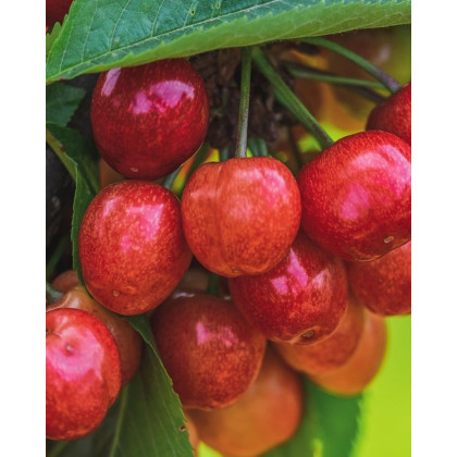 Mini čerešňa nízkokmenná (Prunus Avium) ´MOREL´ Mini čerešňa nízkokmenná (Prunus Avium) ´MOREL´