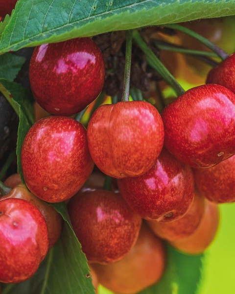 Mini čerešňa nízkokmenná (Prunus Avium) ´MOREL´ Mini čerešňa nízkokmenná (Prunus Avium) ´MOREL´
