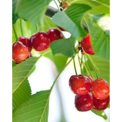 Čerešňa vtáčia (Prunus avium) ´BIGGAREAU NAPOLEON´ Čerešňa vtáčia (Prunus avium) ´BIGGAREAU NAPOLEON´