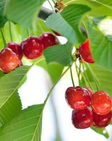 Čerešňa vtáčia (Prunus avium) ´BIGGAREAU NAPOLEON´ Čerešňa vtáčia (Prunus avium) ´BIGGAREAU NAPOLEON´