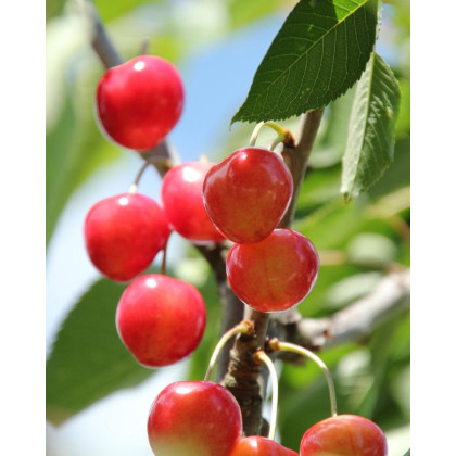 Čerešňa vtáčia (Prunus avium) ´REVERCHON´ Čerešňa vtáčia (Prunus avium) ´REVERCHON´