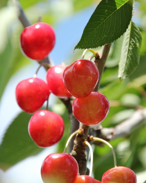 Čerešňa vtáčia (Prunus avium) ´REVERCHON´ Čerešňa vtáčia (Prunus avium) ´REVERCHON´