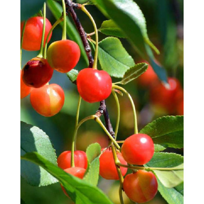 Čerešňa vtáčia (Prunus avium) ´COEUR DE PIGEON´ Čerešňa vtáčia (Prunus avium) ´COEUR DE PIGEON´