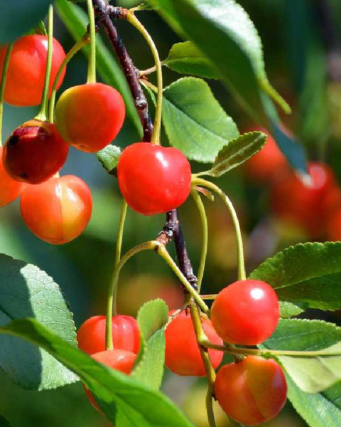 Čerešňa vtáčia (Prunus avium) ´COEUR DE PIGEON´ Čerešňa vtáčia (Prunus avium) ´COEUR DE PIGEON´
